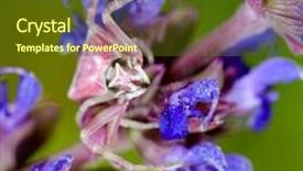  Presentation with spider - PPT theme with spider in natural habitat background and a tawny brown colored foreground