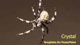  Presentation with black chalkboard vintage blackboard isolated - Colorful presentation theme enhanced with spidervenom - spider isolated on black background backdrop and a tawny brown colored foreground