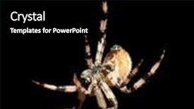  Presentation with spider - PPT theme having beautiful sunset photo taken in beskidy mountains - wielka racza during summer background and a wine colored foreground