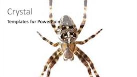  Presentation with spider - Colorful PPT theme enhanced with spider-isolated-on-white backdrop and a white colored foreground