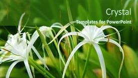  Presentation with spider - Colorful presentation enhanced with spider-lily backdrop and a forest green colored foreground