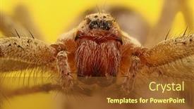  Presentation with spider - Presentation featuring spider macro focus stacking extreme sharp and detailed study background and a tawny brown colored foreground