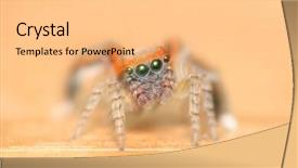  Presentation with spider web - Amazing PPT theme having spidervenom - spider making a web backdrop and a coral colored foreground