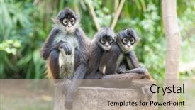  Presentation with spider - Audience pleasing presentation theme consisting of spider monkey on a tree backdrop and a mint green colored foreground