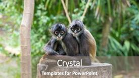  Presentation with spider - Slide deck enhanced with spider monkey on a tree background and a gray colored foreground