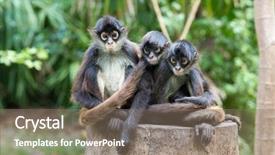  Presentation with monkey - Colorful slide set enhanced with spider monkey on a tree backdrop and a gray colored foreground