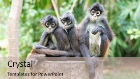  Presentation with spider - Slide deck having spider monkey on a tree background and a mint green colored foreground