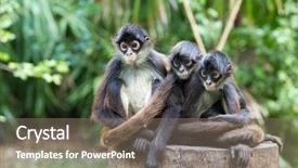  Presentation with spider - Cool new presentation with spider monkey on a tree backdrop and a gray colored foreground