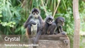  Presentation with spider - Cool new slide set with spider monkey on a tree backdrop and a gray colored foreground