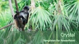  Presentation with monkey - Presentation design with spider monkey on a tree background and a ocean colored foreground
