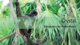  Presentation with monkey - Presentation theme enhanced with spider monkey on a tree background and a seafoam green colored foreground