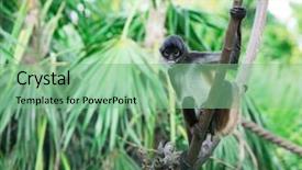  Presentation with monkey - Colorful PPT layouts enhanced with spider monkey on a tree backdrop and a seafoam green colored foreground
