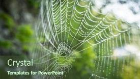  Presentation with spider - Presentation theme with spider net on tree branch background and a tawny brown colored foreground