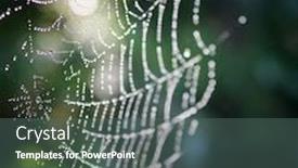  Presentation with spider - Cool new slide deck with spider net on tree branch backdrop and a gray colored foreground