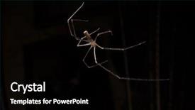  Presentation with happily married black couples - Colorful slide deck enhanced with spidervenom - spider on a black background backdrop and a black colored foreground