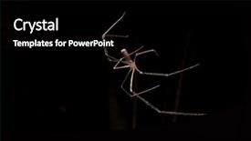  Presentation with spider - Presentation theme having spidervenom - spider on a black background background and a black colored foreground