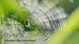  Presentation with spider - PPT layouts enhanced with spider-on-a-cobweb-close background and a mint green colored foreground
