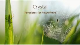  Presentation with spider - Colorful presentation theme enhanced with spider-on-a-cobweb backdrop and a soft green colored foreground