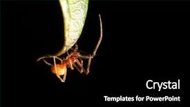  Presentation with spider - PPT layouts consisting of spidervenom - spider on a leaf background and a black colored foreground