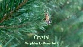  Presentation with spider web - Cool new presentation design with spider on a spider web backdrop and a ocean colored foreground