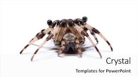  Presentation with spider - PPT theme consisting of spider on a white background background and a white colored foreground