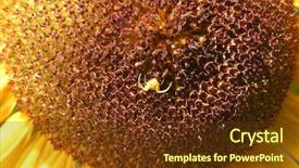  Presentation with nature diversity community - Cool new theme with spidervenom - spider on flower nature photo backdrop and a  colored foreground