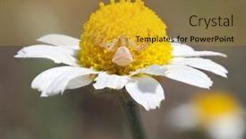  Presentation with spider - Colorful presentation enhanced with spider-on-flower-waiting backdrop and a gold colored foreground