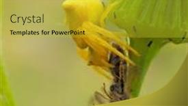  Presentation with spider - Presentation design having spider-on-flower-waiting background and a gold colored foreground