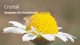  Presentation with spider - Amazing PPT theme having spider-on-flower-waiting backdrop and a coral colored foreground