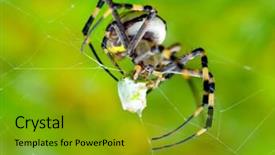  Presentation with spider - Audience pleasing PPT theme consisting of spidervenom - spider on green blurred background backdrop and a gold colored foreground