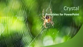  Presentation with insect - Slides featuring spider-on-spider-web background and a tawny brown colored foreground