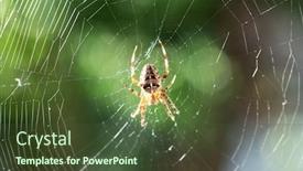  Presentation with spider web - Slide set having spider-on-spider-web background and a tawny brown colored foreground