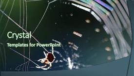  Presentation with spider - Colorful slides enhanced with spider on spiderweb macro close-up shallow dof backdrop and a wine colored foreground