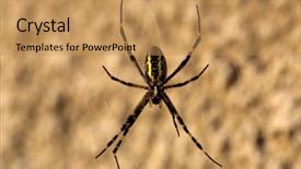  Presentation with spider web - Slide deck having black widow spiders - spider on web - macro background and a coral colored foreground