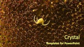  Presentation with spider web - Beautiful theme featuring spidervenom - spider on web nature photo backdrop and a  colored foreground