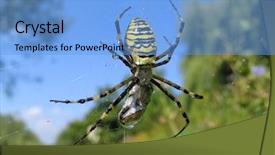  Presentation with spider web - Presentation theme having female leg being massage background and a gray colored foreground