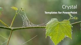  Presentation with symmetrical - Presentation design having spider-resting-in-center background and a violet colored foreground