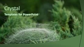  Presentation with symmetrical - Slide deck enhanced with spider-resting-in-center background and a tawny brown colored foreground