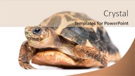  Presentation with tortoise - Theme having spider-tortoise-pyxis-arachnoides-isolated background and a coral colored foreground