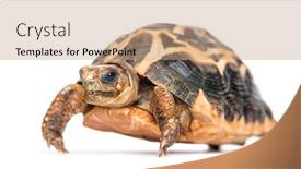  Presentation with tortoise - Audience pleasing PPT layouts consisting of spider-tortoise-pyxis-arachnoides-isolated backdrop and a coral colored foreground