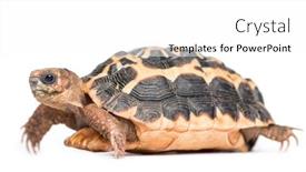  Presentation with tortoise - Cool new PPT layouts with spider-tortoise-pyxis-arachnoides-isolated backdrop and a white colored foreground