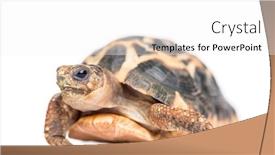  Presentation with tortoise - Amazing presentation design having spider-tortoise-pyxis-arachnoides-isolated backdrop and a white colored foreground