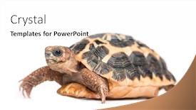  Presentation with tortoise - Beautiful slide set featuring spider-tortoise-pyxis-arachnoides-isolated backdrop and a white colored foreground