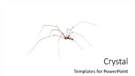  Presentation with spider - PPT theme featuring spidervenom - spider trogulus torosus laniatores background and a white colored foreground