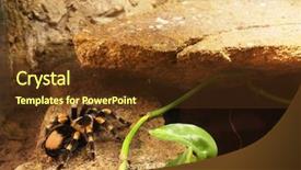  Presentation with spider - Colorful slide set enhanced with spidervenom - spider under a ledge lat backdrop and a  colored foreground