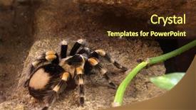  Presentation with spider - Slides consisting of spidervenom - spider under a ledge lat background and a tawny brown colored foreground