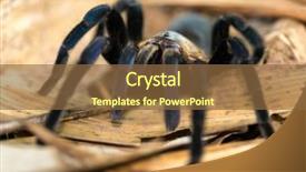  Presentation with thailand - PPT theme with spidervenom - big hairy tarentula haplopelma minax background and a tawny brown colored foreground