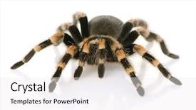  Presentation with white - Slide deck having democratic party button for the background and a ocean colored foreground