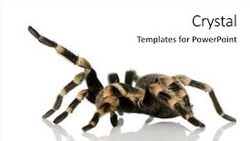  Presentation with cfd white - Presentation theme featuring tarantula - brachypelma smithi in front background and a  colored foreground