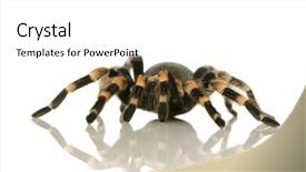  Presentation with front of burj khalifa - Beautiful PPT theme featuring spidervenom - brachypelma smithi in front backdrop and a  colored foreground